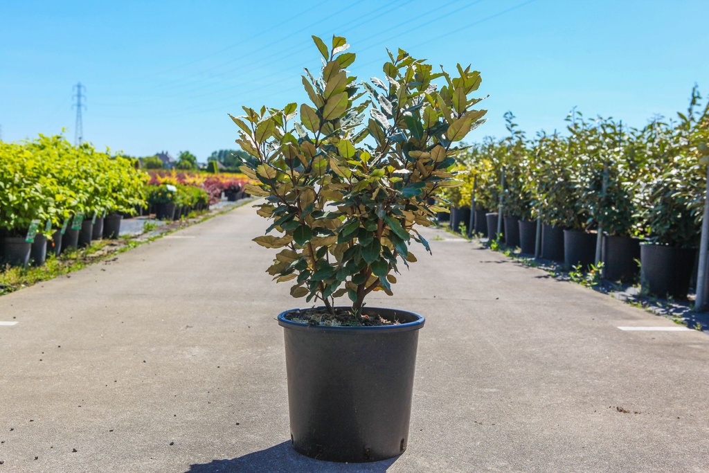 Elaeagnus ebbingei 'Compacta' cont. 15L 80-100 cm +B