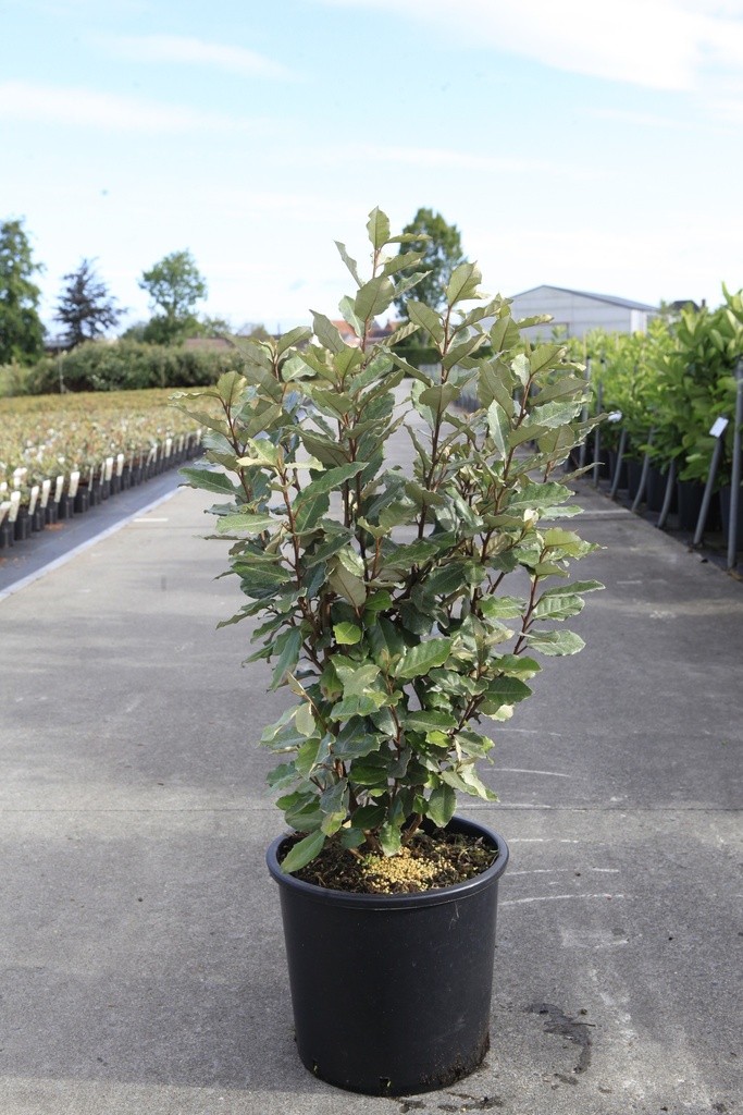Elaeagnus ebbingei 'Compacta' cont. 15L 80-100 cm +f