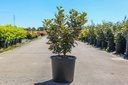 Elaeagnus ebbingei 'Compacta' cont. 15L 80-100 cm +B