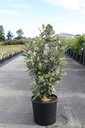 Elaeagnus ebbingei 'Compacta' cont. 15L 80-100 cm +f