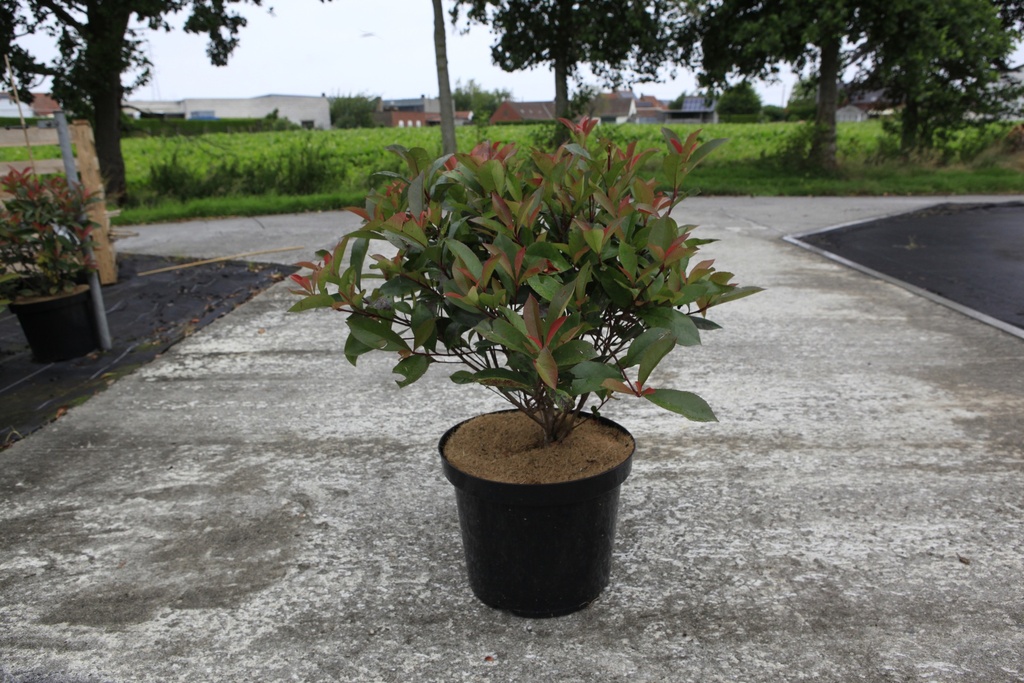 [P] Photinia fraseri 'Carré Rouge' cont. 10L 60-80 cm +ф