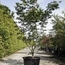 Acer palmatum 'Osakazuki' cont. 50L 150/+ cm +p