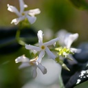 Trachelospermum jasminoides cont. 18L 175-200 cm +ф