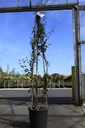 Trachelospermum jasminoides cont. 18L 175-200 cm +f