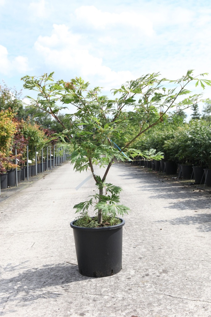 Acer japonicum 'Aconitifolium' cont. 15L 60-80 cm +f