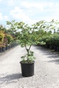 Acer japonicum 'Aconitifolium' cont. 15L 60-80 cm +p