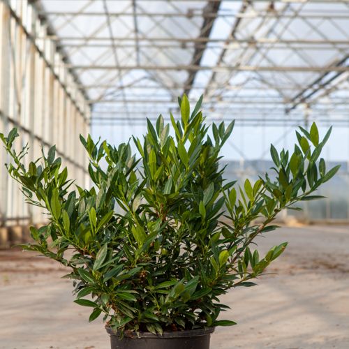 [P] Prunus (L) laurocerasus 'Otto Luyken' cont. 15L 60/+ cm