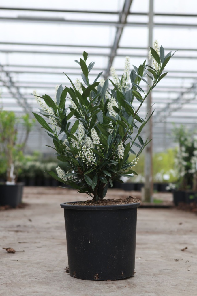 [P] Prunus (L) laurocerasus 'Otto Luyken' cont. 15L 60/+ cm
