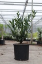 Prunus laurocerasus 'Otto Luyken' cont. 15L 60/+ cm
