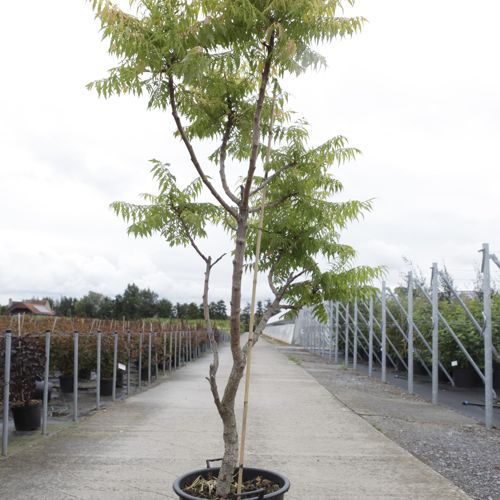 Rhus typhina First Editions® TIGER EYES® (PBR) cont. 30L 100-125 cm +ф