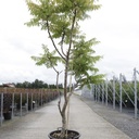 Rhus typhina First Editions® TIGER EYES® (PBR) cont. 30L 100-125 cm +p