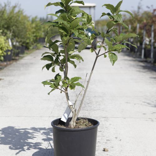 [P] Chionanthus virginicus cont. 18L 60-80 cm +B