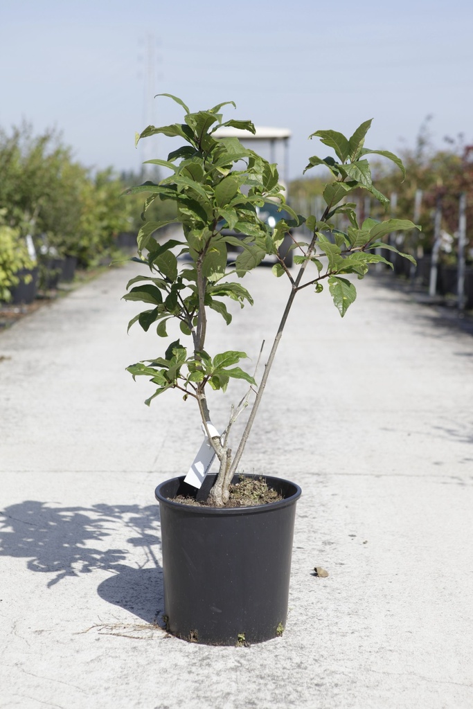 [P] Chionanthus virginicus cont. 18L 60-80 cm +p