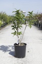 Chionanthus virginicus cont. 18L 60-80 cm +ф