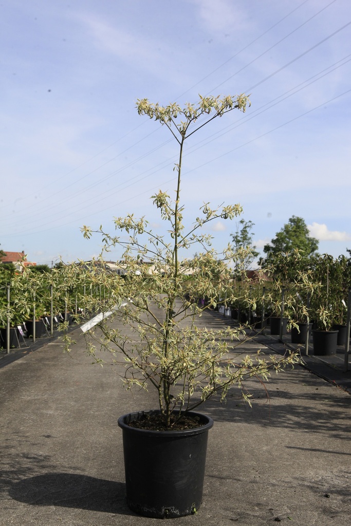 [P] Cornus alternifolia 'Argentea' cont. 25L 125-150 cm +ф