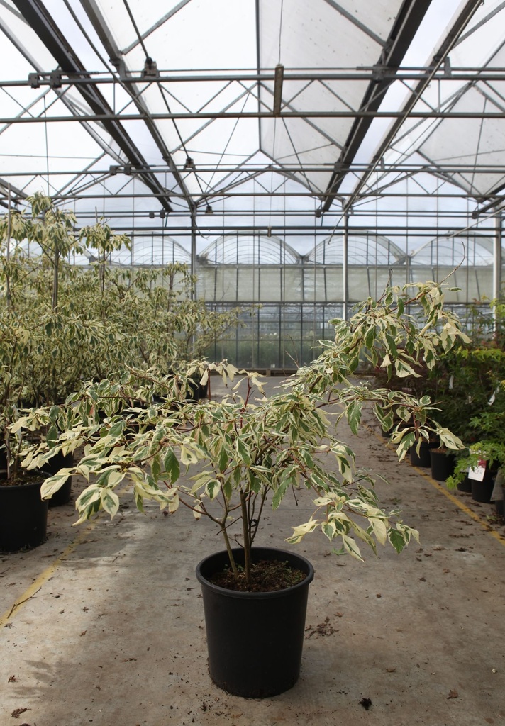 [P] Cornus alternifolia 'Argentea' cont. 25L 125-150 cm +p