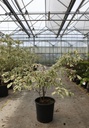 Cornus alternifolia 'Argentea' cont. 25L 125-150 cm +ф