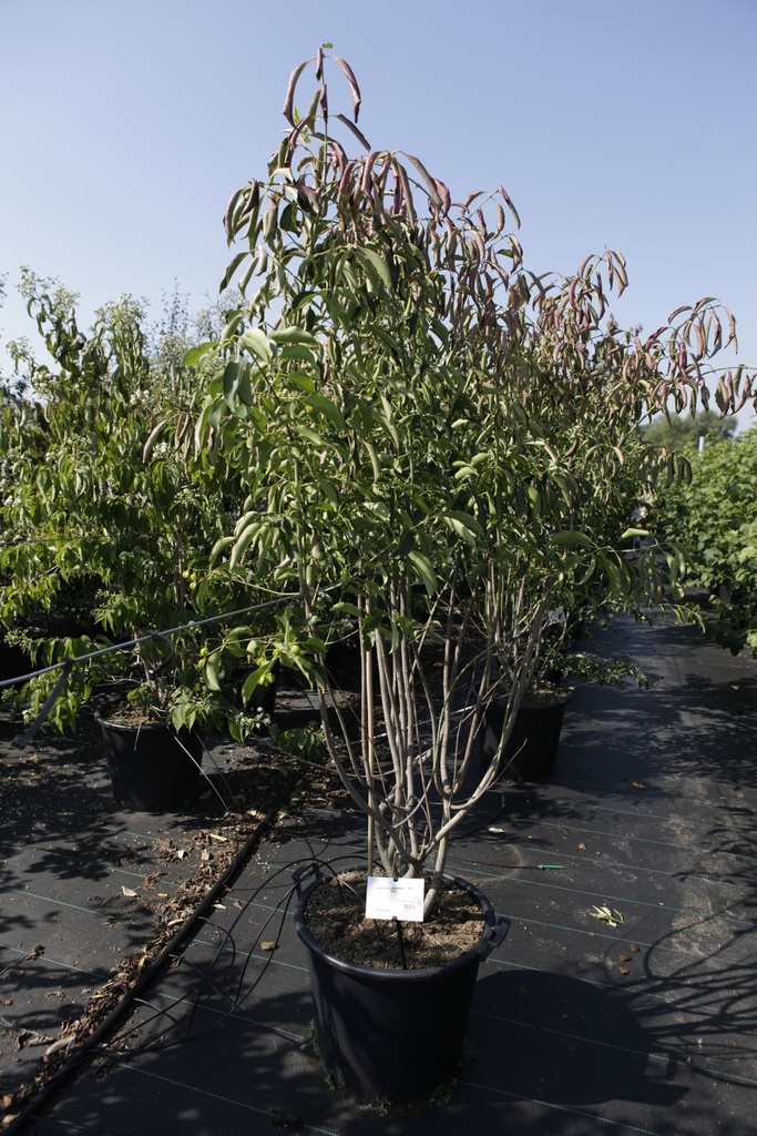 [P] Euonymus grandiflorus 'Red Wine' cont. 50L 125/+ cm