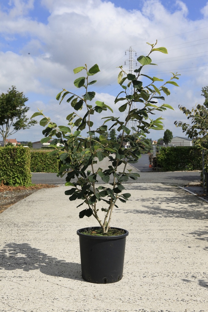 [P] Hamamelis intermedia 'Westerstede' cont. 18L 100/+ cm +ф