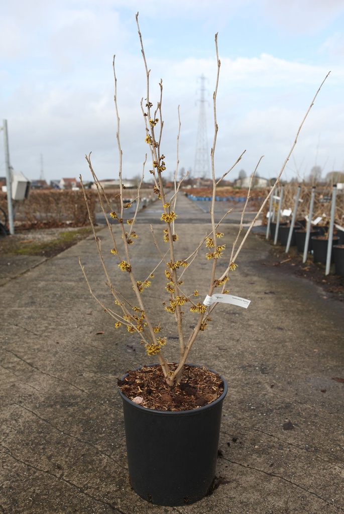 [P] Hamamelis intermedia 'Westerstede' cont. 18L 100/+ cm +B