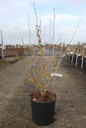 Hamamelis intermedia 'Westerstede' cont. 18L 100/+ cm +ф