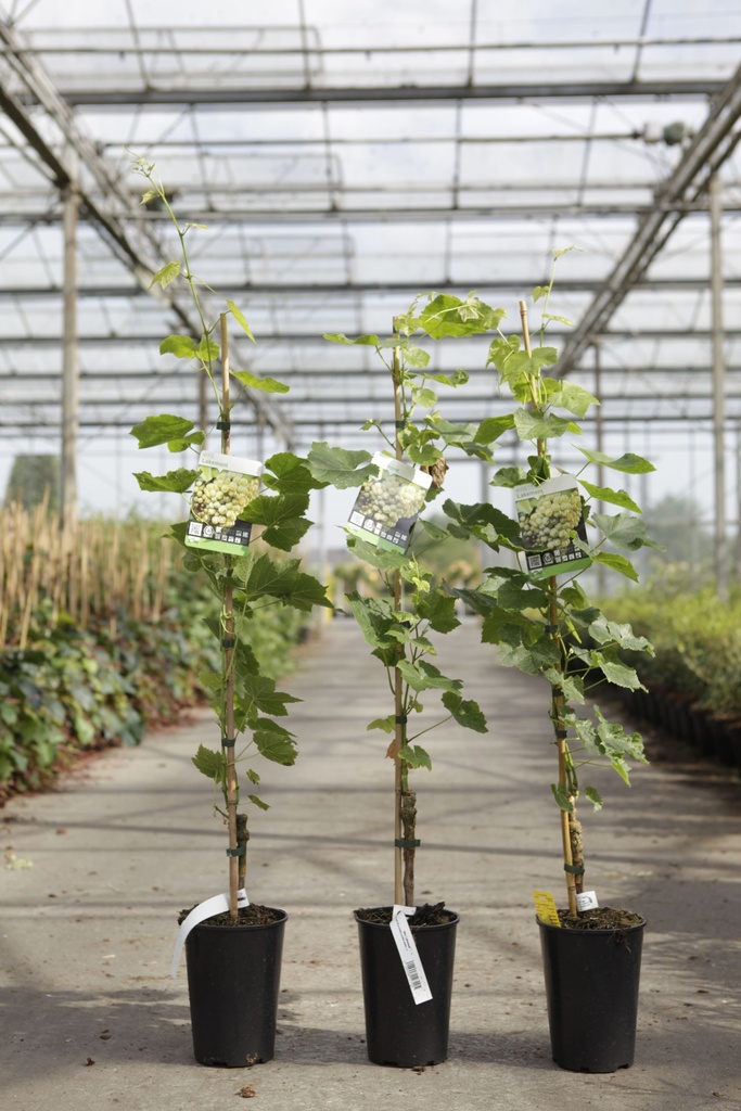 Vitis 'Lakemont' cont. 3L high 80-100 cm grafted (white) seedless +p