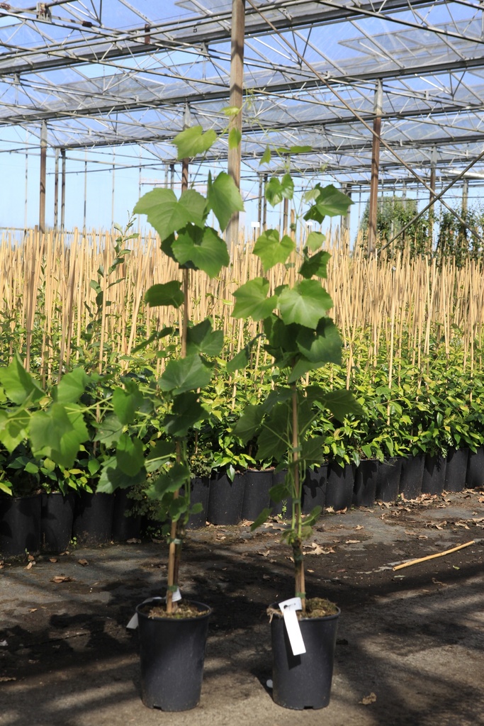 Vitis 'Lakemont' cont. 3L hoog 80-100 cm veredeld (wit) zonder pit +f