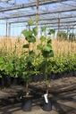 Vitis 'Lakemont' cont. 3L hoog 80-100 cm veredeld (wit) zonder pit +f
