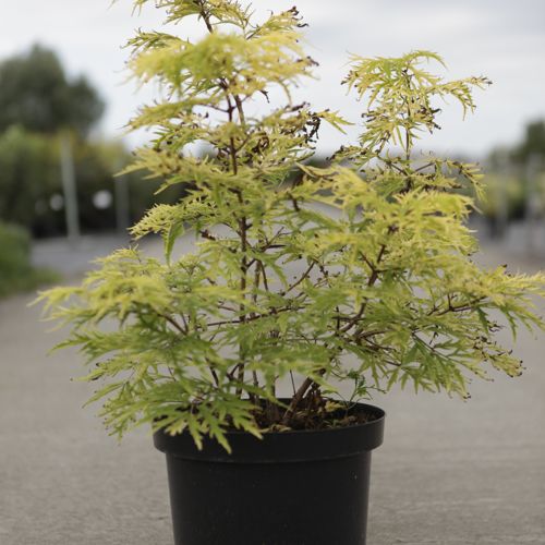 [P] Sambucus racemosa Proven Winners® 'Lemony Lace®' cont. 10L deco 60-80 cm +B