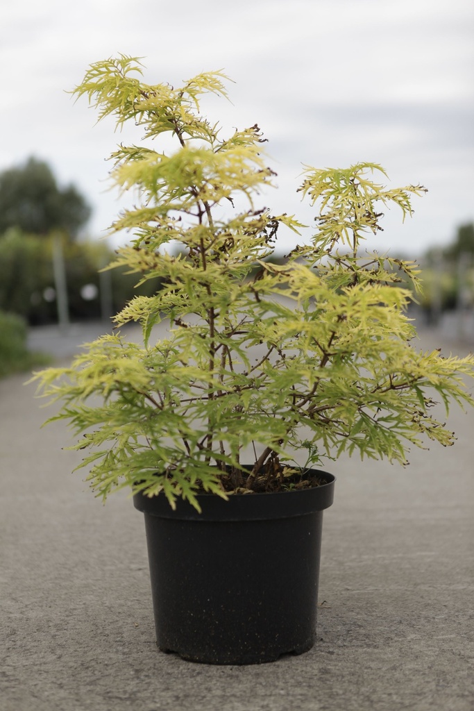 [P] Sambucus racemosa Proven Winners® 'Lemony Lace®' cont. 10L deco 60-80 cm +B