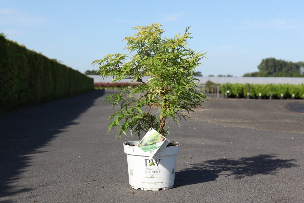 [P] Sambucus racemosa Proven Winners® 'Lemony Lace®' cont. 10L deco 60-80 cm +p