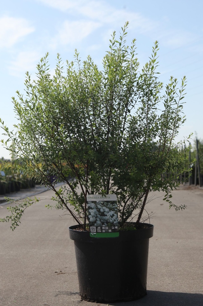 Spiraea arguta cont. 10L 80/+ cm +ф