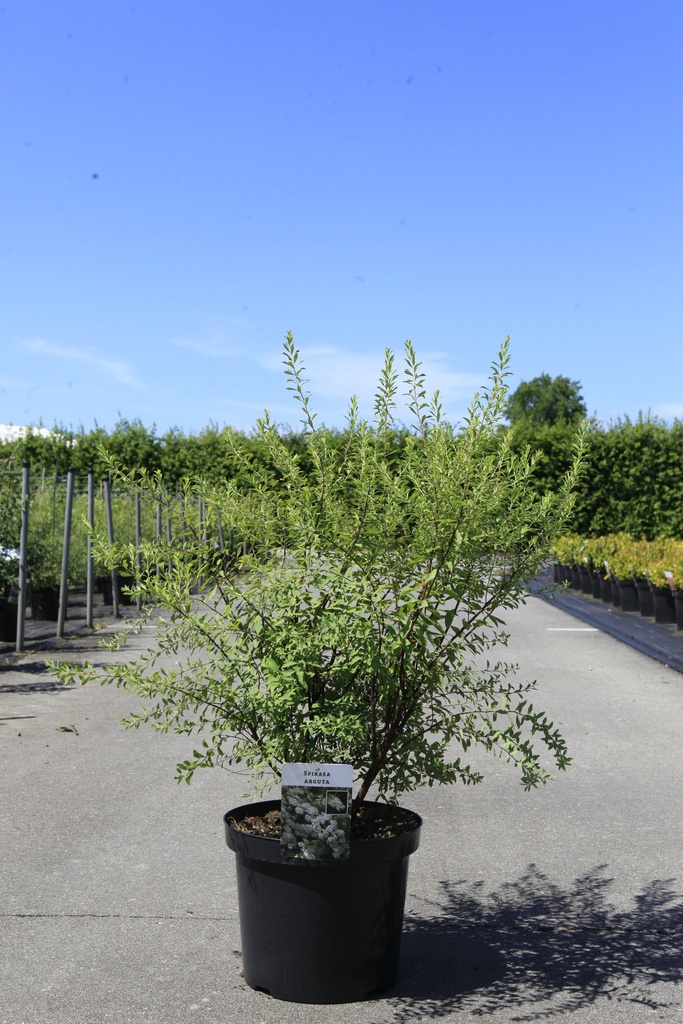 [P] Spiraea arguta cont. 10L 80/+ cm +f