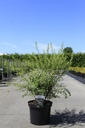 Spiraea arguta cont. 10L 80/+ cm +p