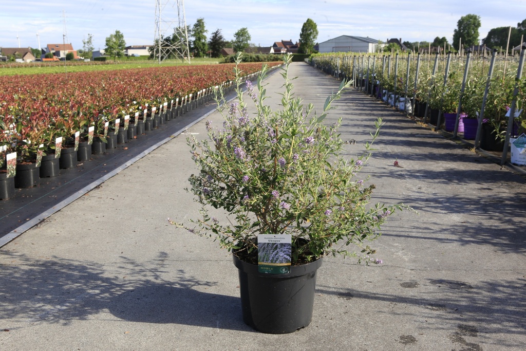 [P] Buddleja alternifolia UNIQUE (PBR) cont. 10L 60/+ cm +f