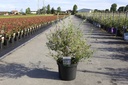 Buddleja alternifolia UNIQUE (PBR) cont. 10L 60/+ cm