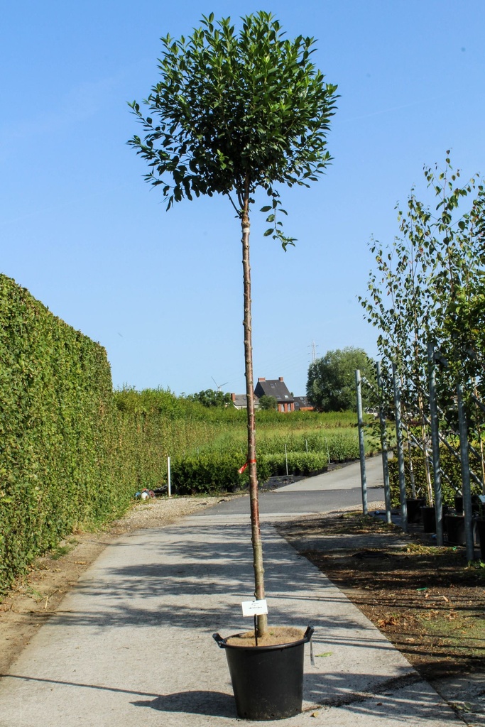 [P] Prunus eminens 'Umbraculifera' cont. 35L tige haute 10-12