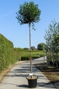 Prunus eminens 'Umbraculifera' cont. 35L hoogstam 10-12