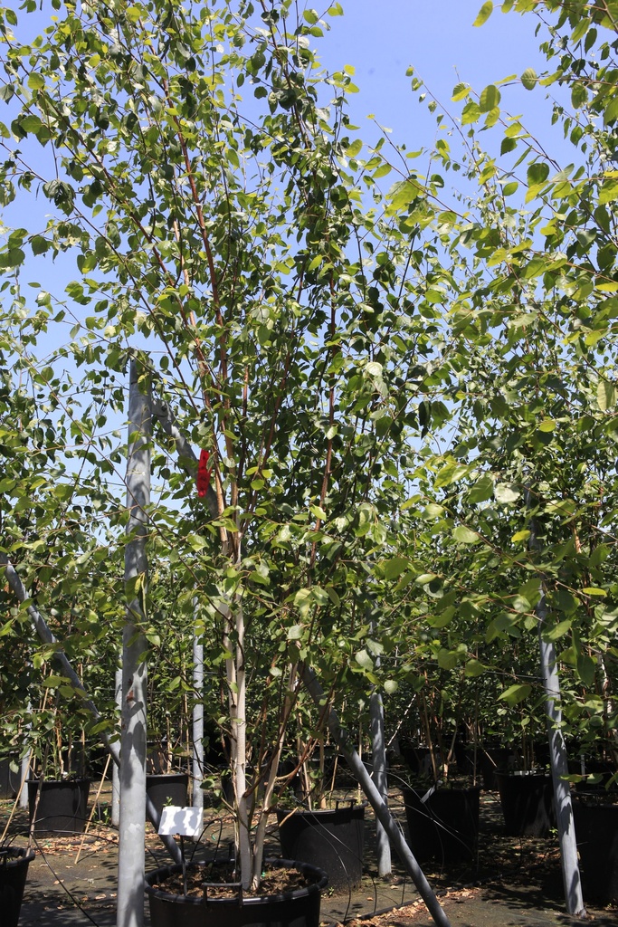 Betula utilis jacquemontii cont. 90L 350/+ cm Multistamm
