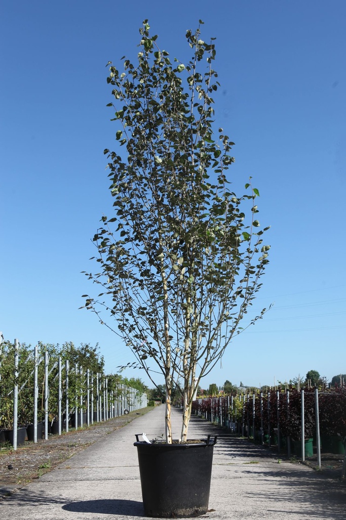 Betula utilis jacquemontii cont. 90L 350-375 cm multi-stem