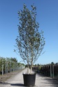 Betula utilis jacquemontii cont. 90L 350-375 cm multi-stem