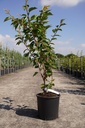 Prunus 'Accolade' cont. 12L 100-125 cm +ф