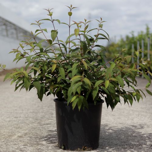 [P] Viburnum plicatum 'Molly Schroeder' cont. 12L 50-60 cm +ф