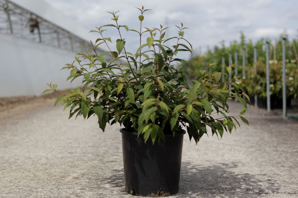 Viburnum plicatum 'Molly Schroeder' cont. 12L 50-60 cm +B