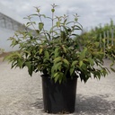 Viburnum plicatum 'Molly Schroeder' cont. 12L 50-60 cm +p