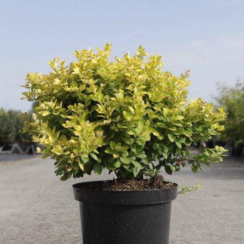 [P] Berberis thunbergii First Editions® 'Limoncello' cont. 10L deco 40-50 cm +ф