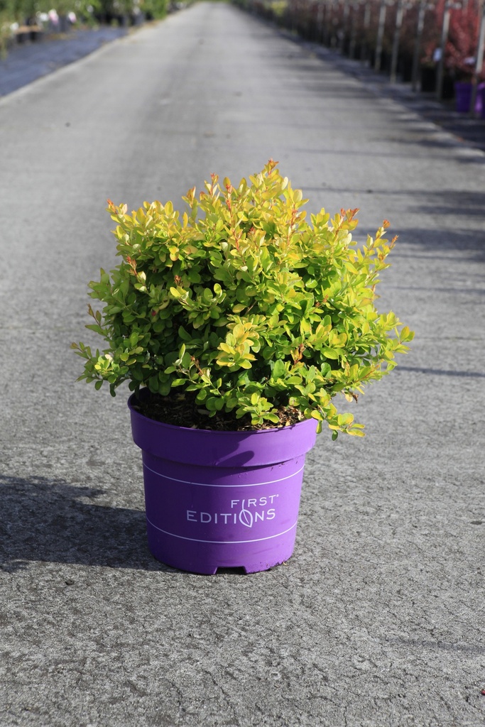 [P] Berberis thunbergii First Editions® 'Limoncello' cont. 10L deco 40-50 cm +ф