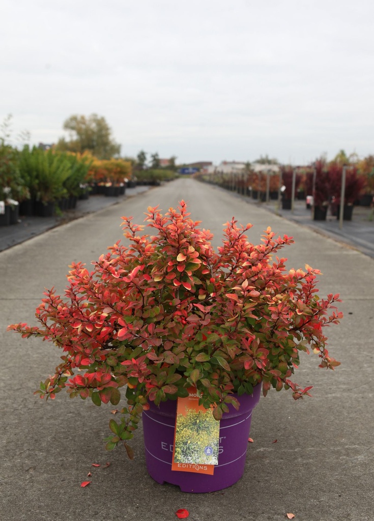 [P] Berberis thunbergii First Editions® 'Limoncello' cont. 10L deco 40-50 cm +ф