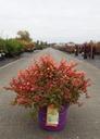 Berberis thunbergii First Editions® 'Limoncello' cont. 10L deco 40-50 cm +ф