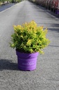 Berberis thunbergii First Editions® 'Limoncello' cont. 10L deco 40-50 cm +p